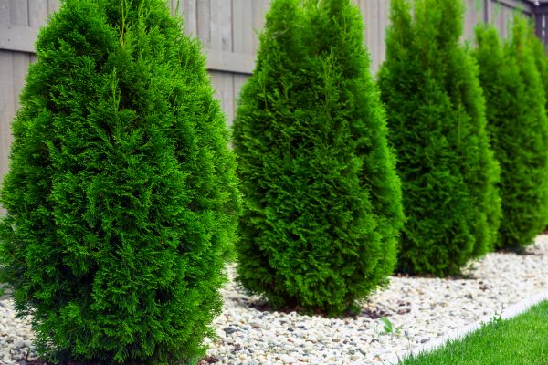 Arborvitae Planting in Walla Walla