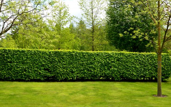 Hedge Planting in Walla Walla