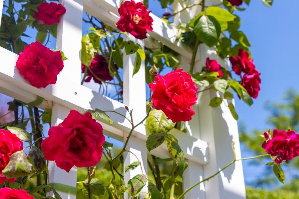 Home Gardening Service in Walla Walla