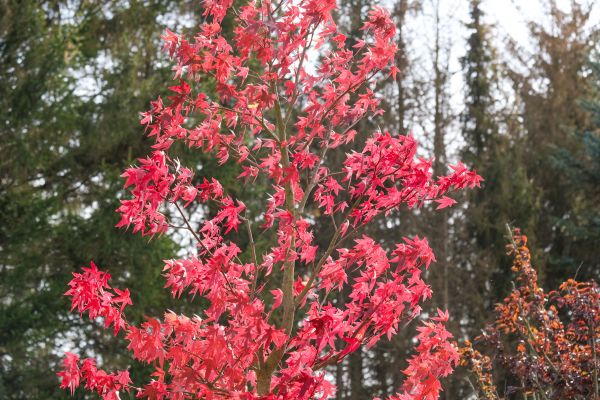 Japanese Maple Planting in Walla Walla