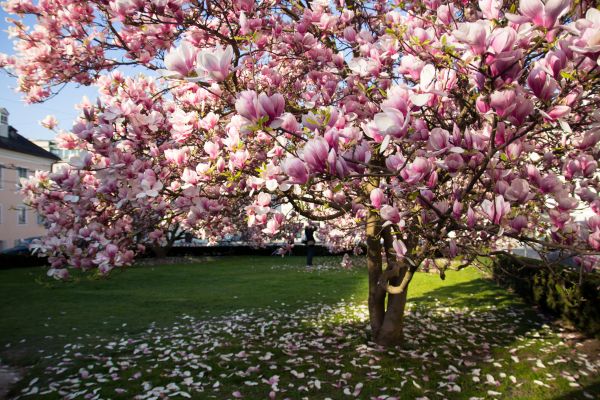 Magnolia Tree Planting in Walla Walla