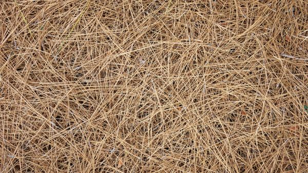 Pine Needles Delivery in Walla Walla