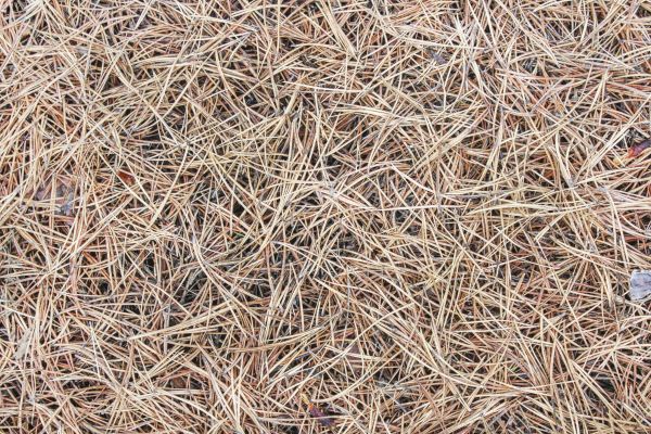 Pine Straw Installation in Walla Walla
