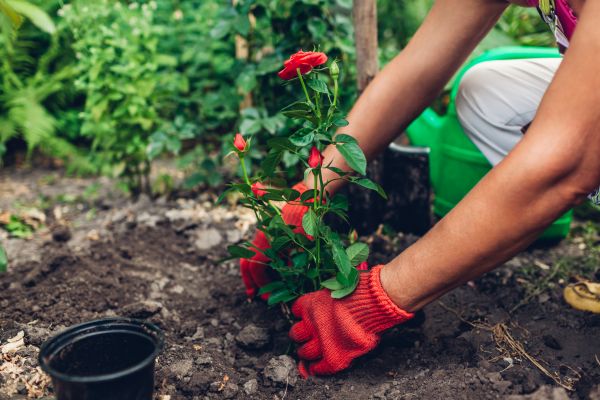 Planting Service in Walla Walla