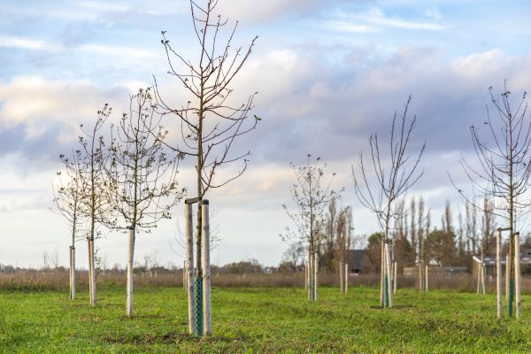 Tree Installation Service in Walla Walla