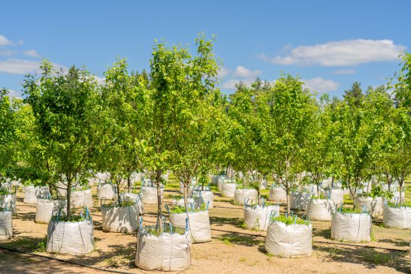 Tree Planting Service in Walla Walla