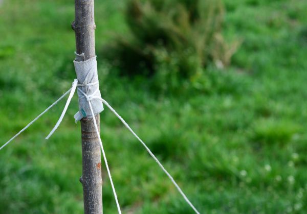 Tree Staking Service in Walla Walla