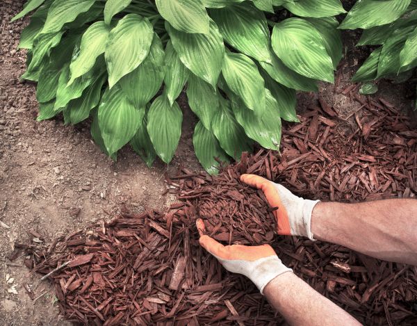Shredded Mulch Service in Walla Walla