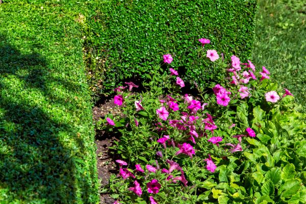 Softscaping Service in Walla Walla