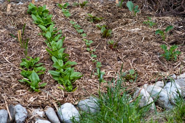Mulch Service in Walla Walla
