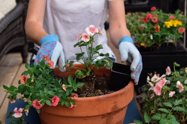 Plant Care Service in Walla Walla
