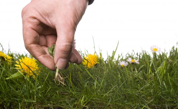 Lawn Weeding in Walla Walla
