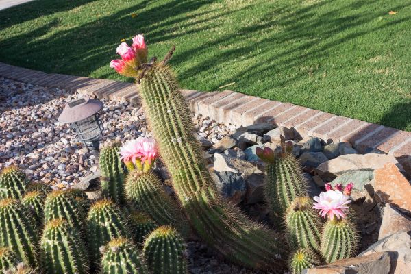 Desert Landscaping in Walla Walla