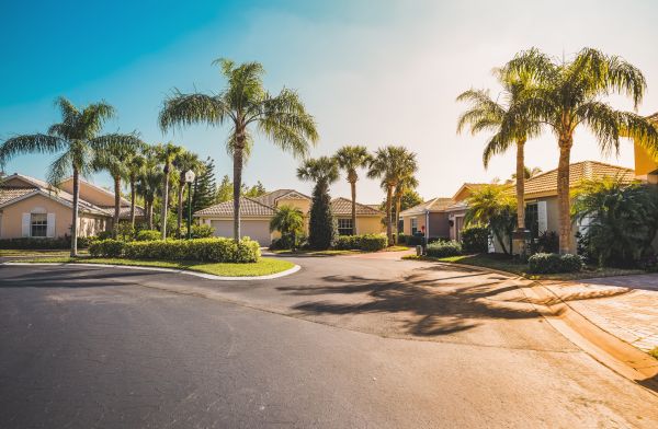 Palm Tree Landscaping in Walla Walla