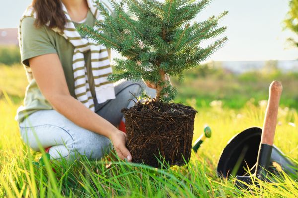 Spruce Tree Planting in Walla Walla
