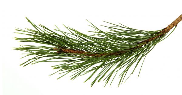 Pine Needles Installation in Walla Walla