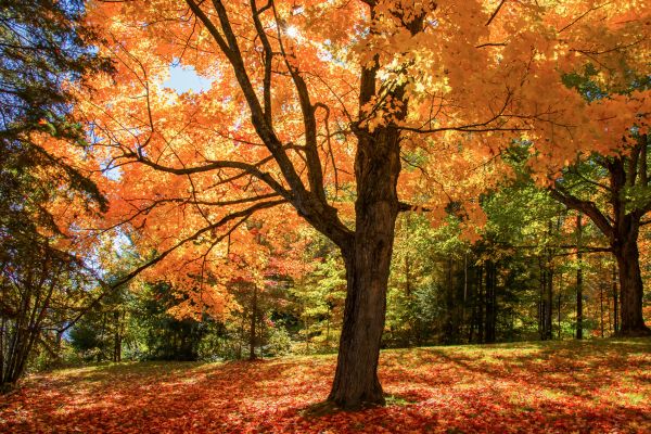 Maple Tree Planting in Walla Walla