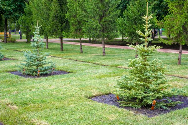 Privacy Trees Planting in Walla Walla