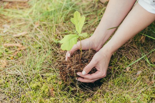 Oak Tree Planting in Walla Walla