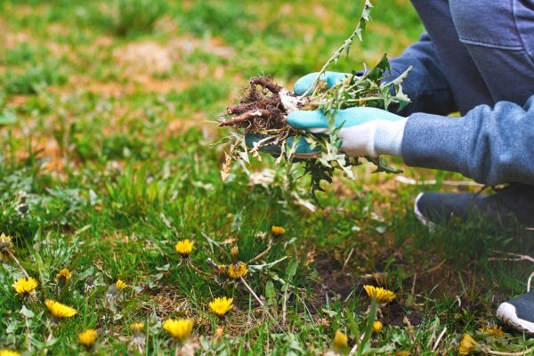 Flower Bed Clearing in Walla Walla