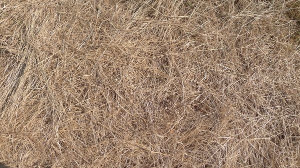 Pine Straw Replacement in Walla Walla