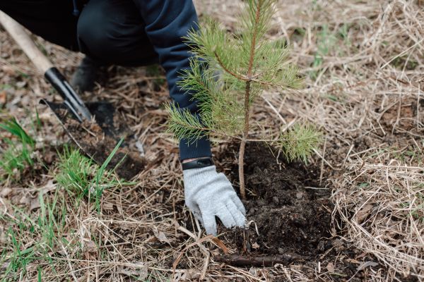 Pine Tree Planting in Walla Walla