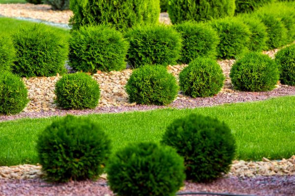 Bush Replacement in Walla Walla