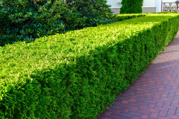 Hedge Installation in Walla Walla
