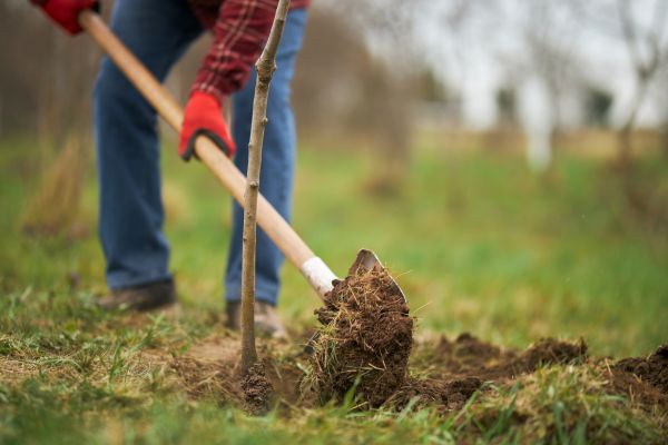 Trees Planting in Walla Walla