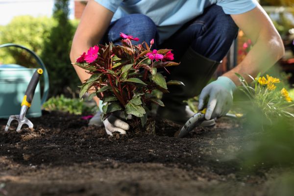 Plant Replacement in Walla Walla