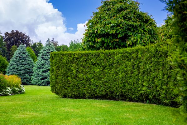 Hedge Landscaping in Walla Walla