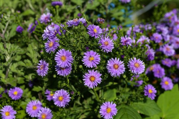 Perennial Flower Planting in Walla Walla