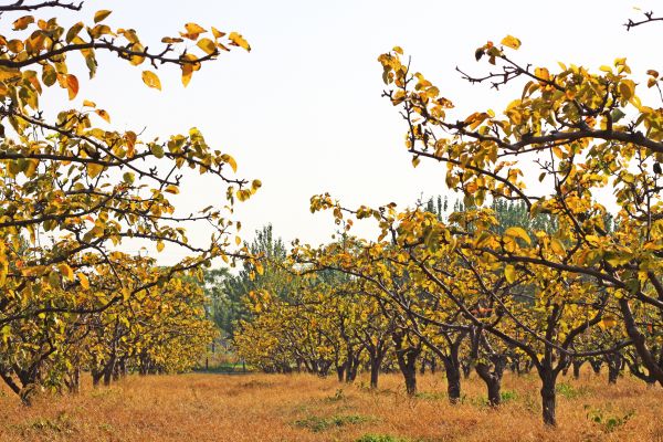 Pear Tree Planting in Walla Walla