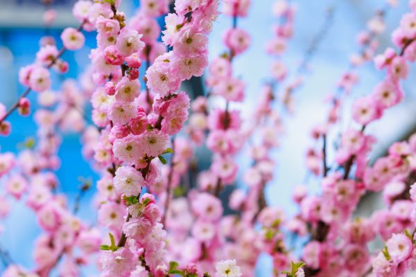 Japanese Cherry Tree Planting in Walla Walla