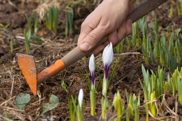 Flower Garden Weeding in Walla Walla