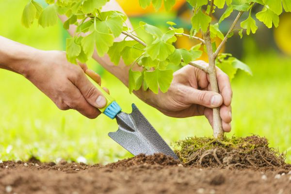 Fruit Tree Planting in Walla Walla
