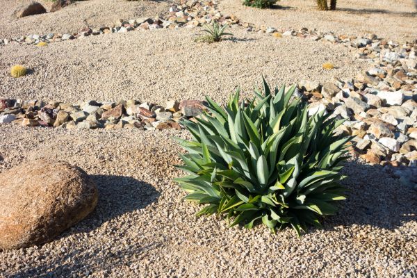 Xeriscaping Service in Walla Walla