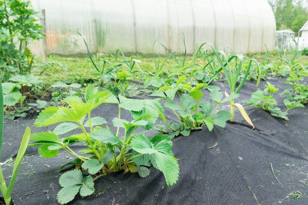 Garden Fabric Installation in Walla Walla