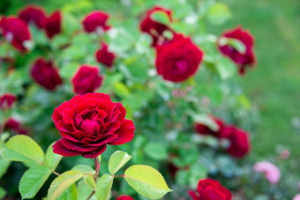 Rose Planting in Walla Walla