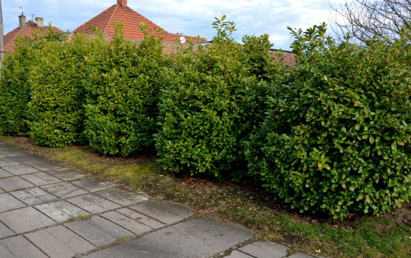 Privacy Shrub Installation in Walla Walla