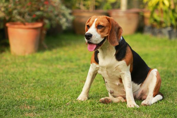 Dog Friendly Landscaping in Walla Walla