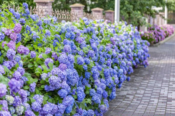 Hydrangea Landscaping in Walla Walla