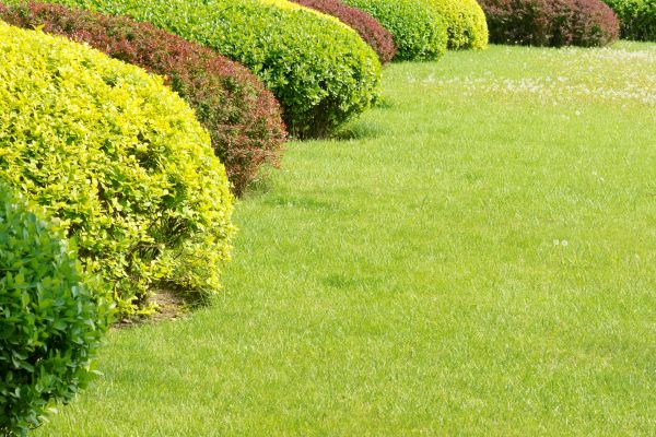 Shrubbery Planting in Walla Walla