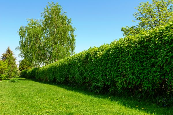 Hedge Replacement in Walla Walla