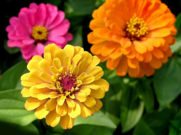 Zinnia Planting in Walla Walla