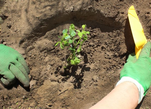 Rose Bush Planting in Walla Walla