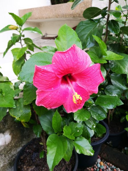 Hibiscus Planting in Walla Walla