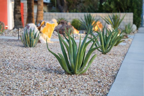 Drought Resistant Landscaping in Walla Walla