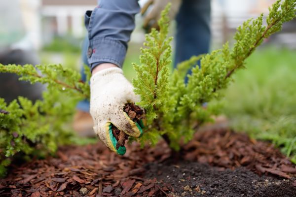 Church Mulching in Walla Walla