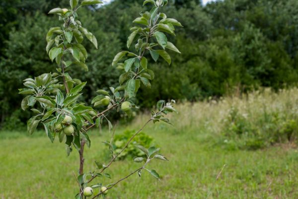 Apple Tree Planting in Walla Walla